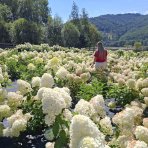 Hortenzia metlinatá (Hydrangea paniculata) ´PHANTOM´ - výška 15-25 cm, kont. C2L